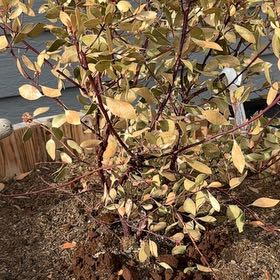 Photo of the plant species Manzanita by @MotherTipa12 named Ronaldo on Greg, the plant care app