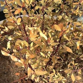 Photo of the plant species Howard McMinn Manzanita by @MotherTipa12 named Rainier on Greg, the plant care app