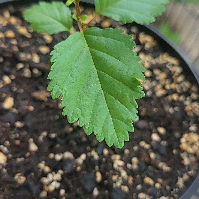 Photo of the plant species European Field Elm by @AbleFlax89 named Sage on Greg, the plant care app