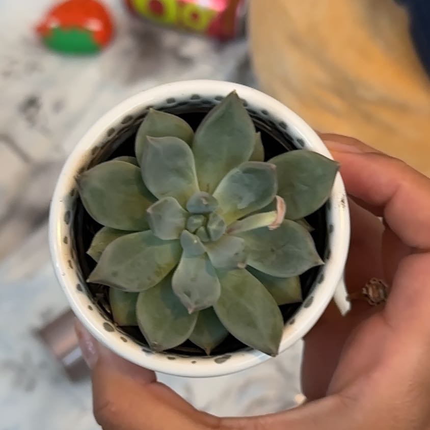 Photo of the plant species Succulent by @AdmiredMint28 named Lola on Greg, the plant care app