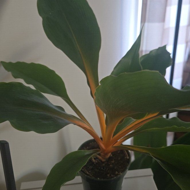 Photo of the plant species Mandarin Plant by @amableplantitas named Cleopatra on Greg, the plant care app