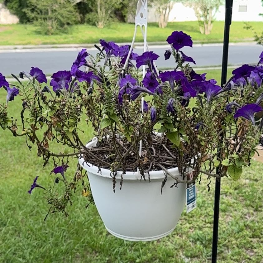 Photo of the plant species Trailing Petunia by @EsteemedBroom named Kylie on Greg, the plant care app