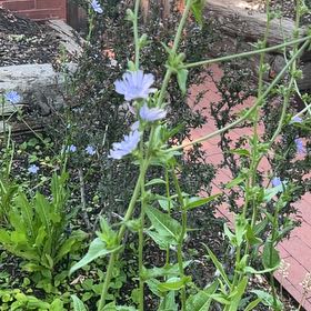 Photo of the plant species Chickory by @OpenlyCorkelm79 named Elle on Greg, the plant care app