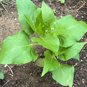 Photo of the plant species Wild Four O'Clock by @OpenlyCorkelm79 named Lola on Greg, the plant care app