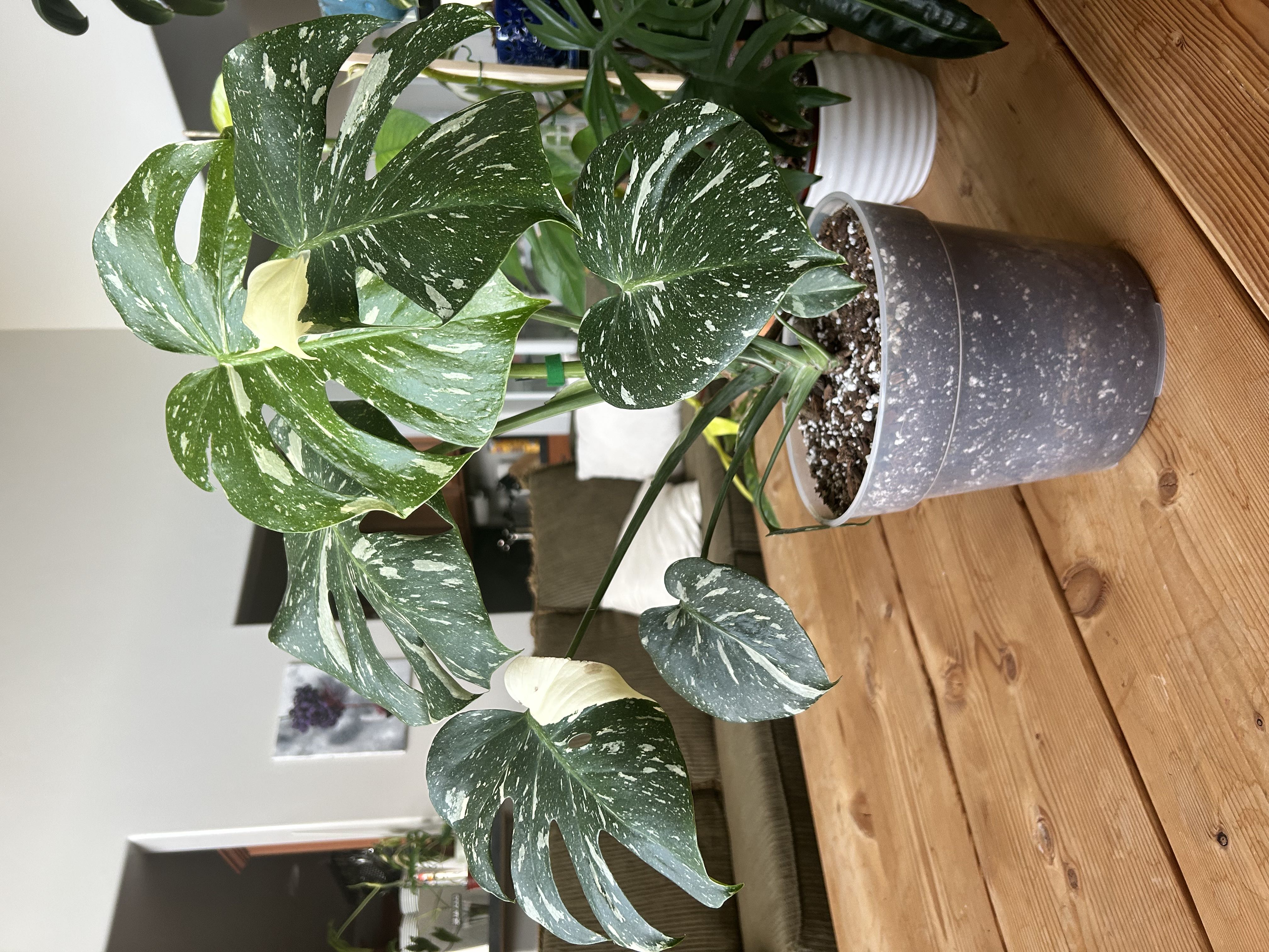 Photo from the post