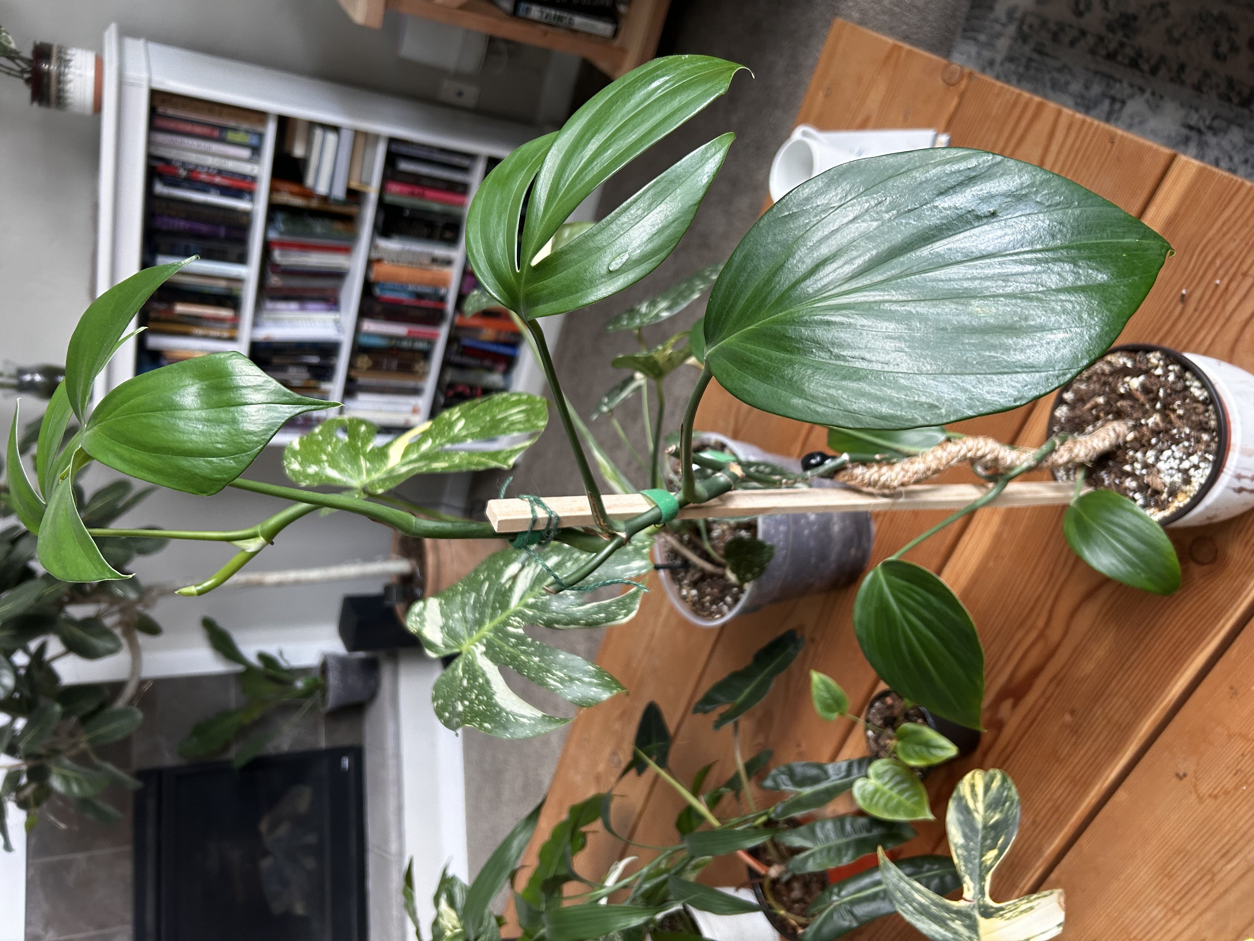 Photo from the post