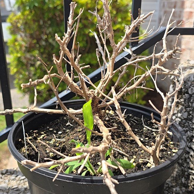 Photo of the plant species Chrysanthemum 'Jasoda White' by @ModelMiro84 named McKinley on Greg, the plant care app