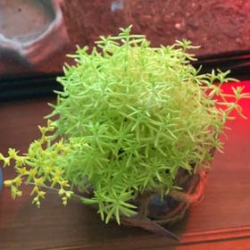 Photo of the plant species Lemon Ball Sedum by @HeiressRyebrome named Naomi on Greg, the plant care app
