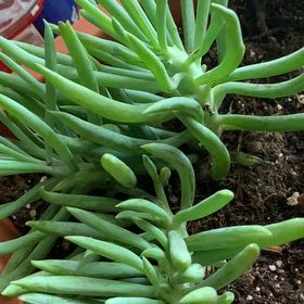 Photo of the plant species Senecio vitalis 'Viper' by @HeiressRyebrome named Sonora on Greg, the plant care app