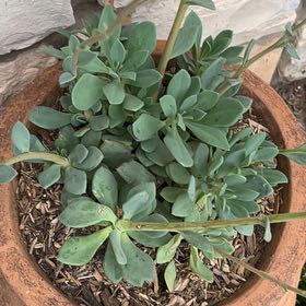 Photo of the plant species Rock Purslane by @YardFanmoss97 named Beyonce on Greg, the plant care app