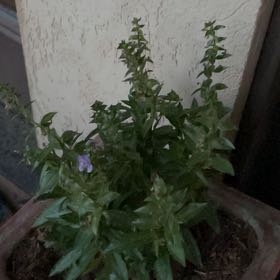 Photo of the plant species Archangel Angelonia by @YardFanmoss97 named Figyonce on Greg, the plant care app