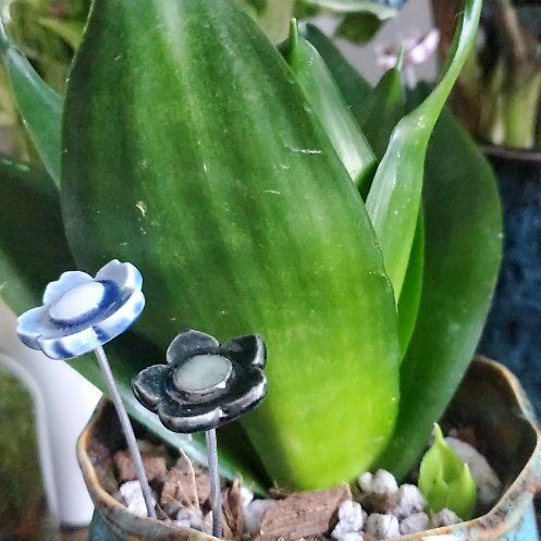Photo of the plant species Black Jade Snake Plant by @GreatTaro70 named Joanna on Greg, the plant care app