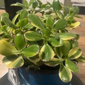 Photo of the plant species 'Lemon & Lime' Jade Plant by @WinRaspberry11 named da Vinci on Greg, the plant care app