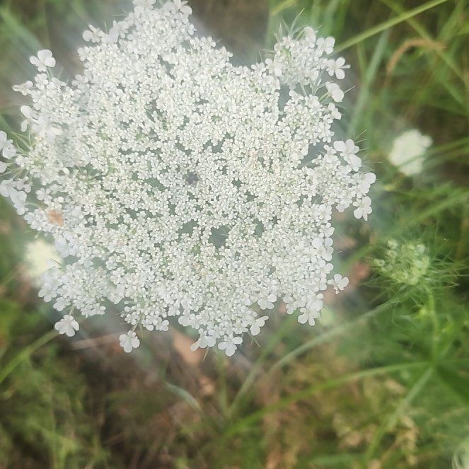 Photo of the plant species Wild Carrot by @BraveBeeorchid named LiloStitch on Greg, the plant care app