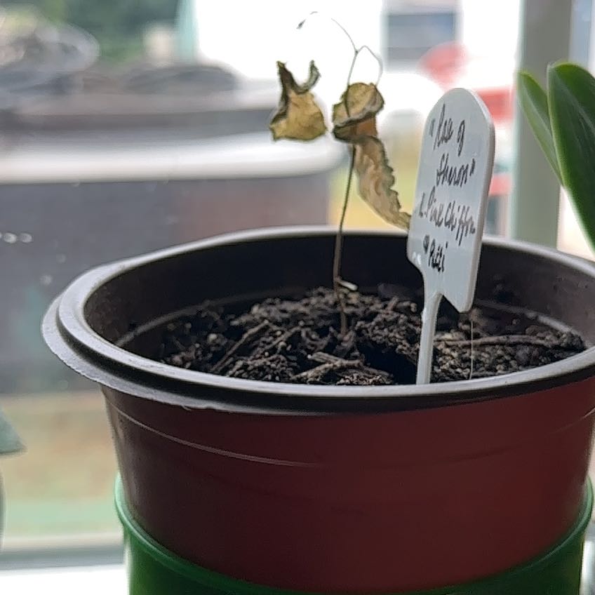 Photo of the plant species Rose Of Sharon by @HotBigmuhly22 named Sharon on Greg, the plant care app
