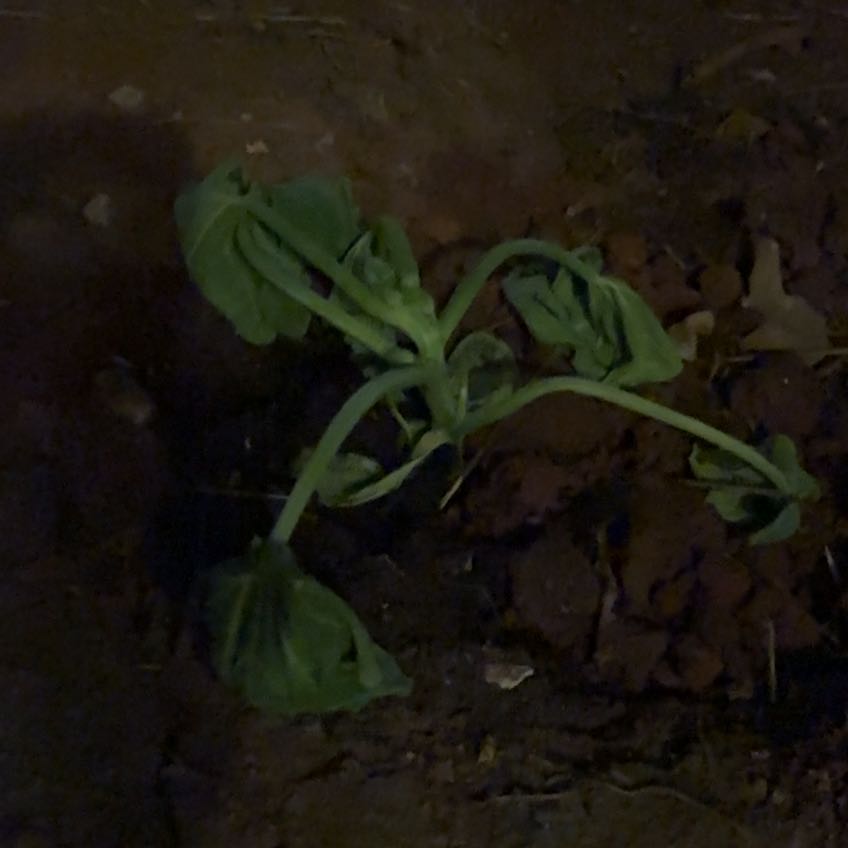 Photo of the plant species Pumpkin by @HotBigmuhly22 named Pumpkin on Greg, the plant care app
