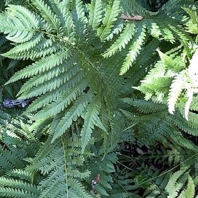 Photo of the plant species Diploblechnum fraseri by @ProudlyRedbush named Remington on Greg, the plant care app