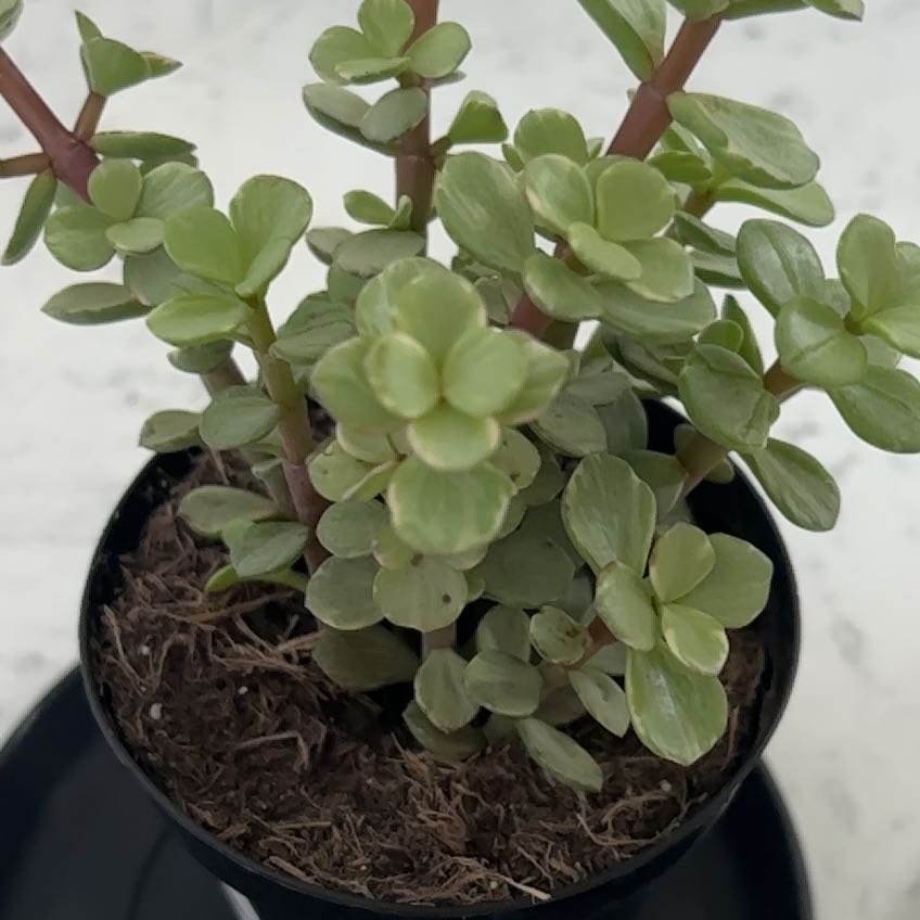 Photo of the plant species Portulacaria afra 'Manny' by @PrizedChayote91 named Winston on Greg, the plant care app