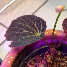 Photo of the plant species Begonia chloroneura by @EminentOnion80 named Treeyoncé on Greg, the plant care app