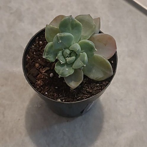 Photo of the plant species Succulent by @ActualParsley50 named Dennis on Greg, the plant care app