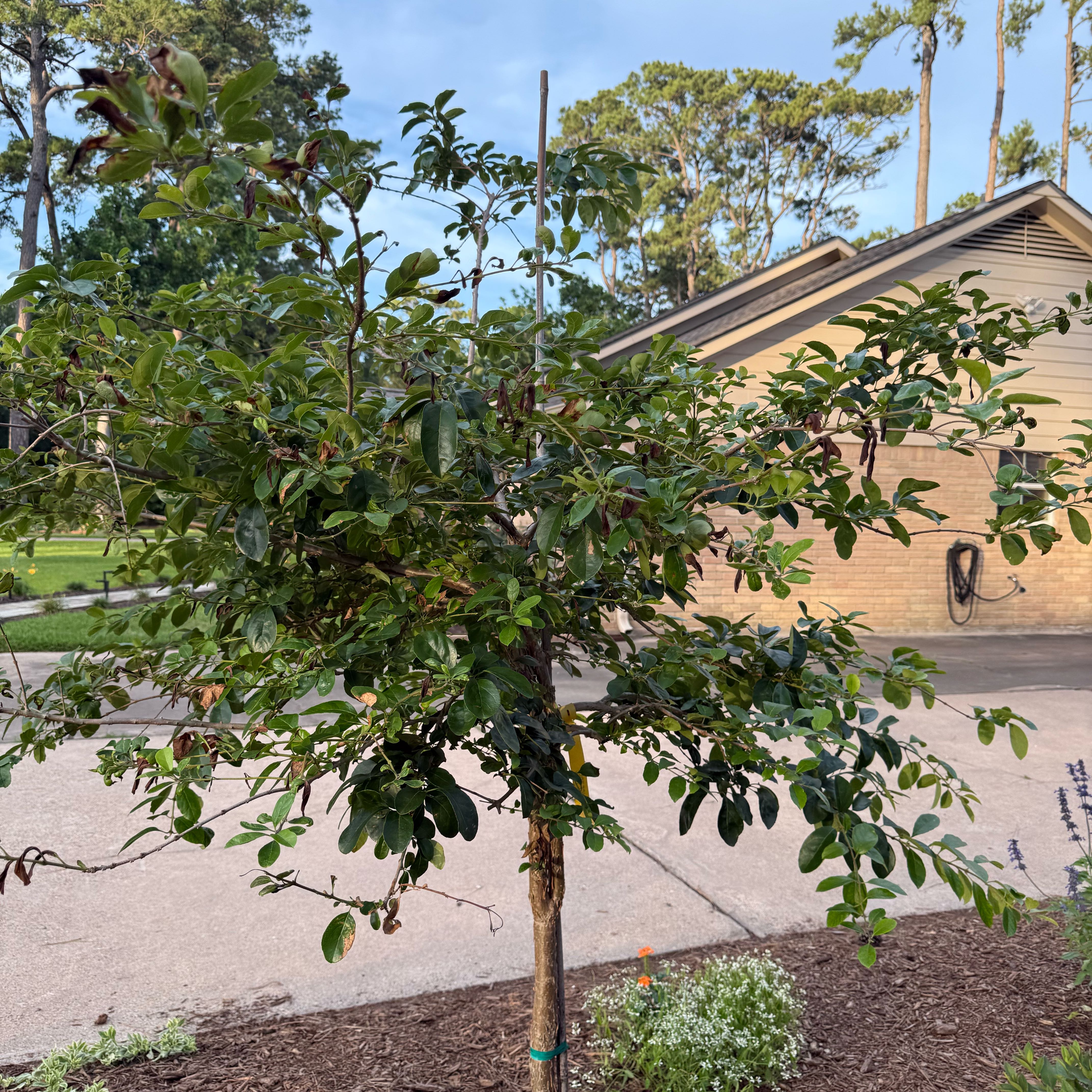 Photo of the plant species Chinese Fringe Tree by @TryCoojong83 named Delilah on Greg, the plant care app