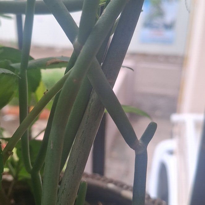 Photo of the plant species Sarcostemma Cynanchum by @FinestIcarus50 named Planty on Greg, the plant care app