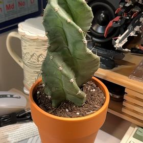 Photo of the plant species Cereus forbesii 'Giromagi' by @HotSnowdrop59 named Spiralis on Greg, the plant care app