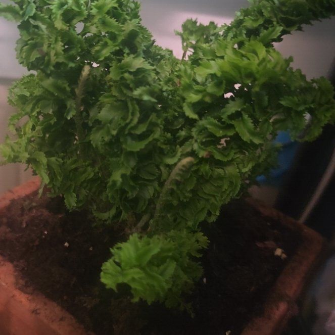 Photo of the plant species Nephrolepis exaltata 'Blue Belle' by @SightlySucc39 named Drake on Greg, the plant care app