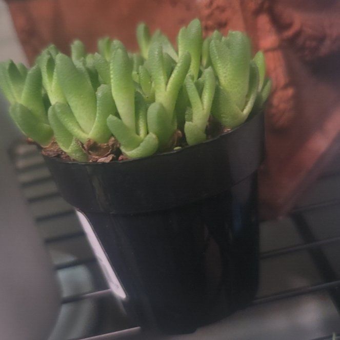 Photo of the plant species Little Karoo Stomatium by @SightlySucc39 named Elle on Greg, the plant care app