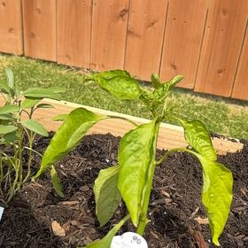 Photo of the plant species Red Baron Sweet Bell Pepper by @DeliciousKaramu named Mollie on Greg, the plant care app