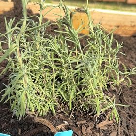 Photo of the plant species Lavender 'Otto Quast' by @DeliciousKaramu named Lebron on Greg, the plant care app