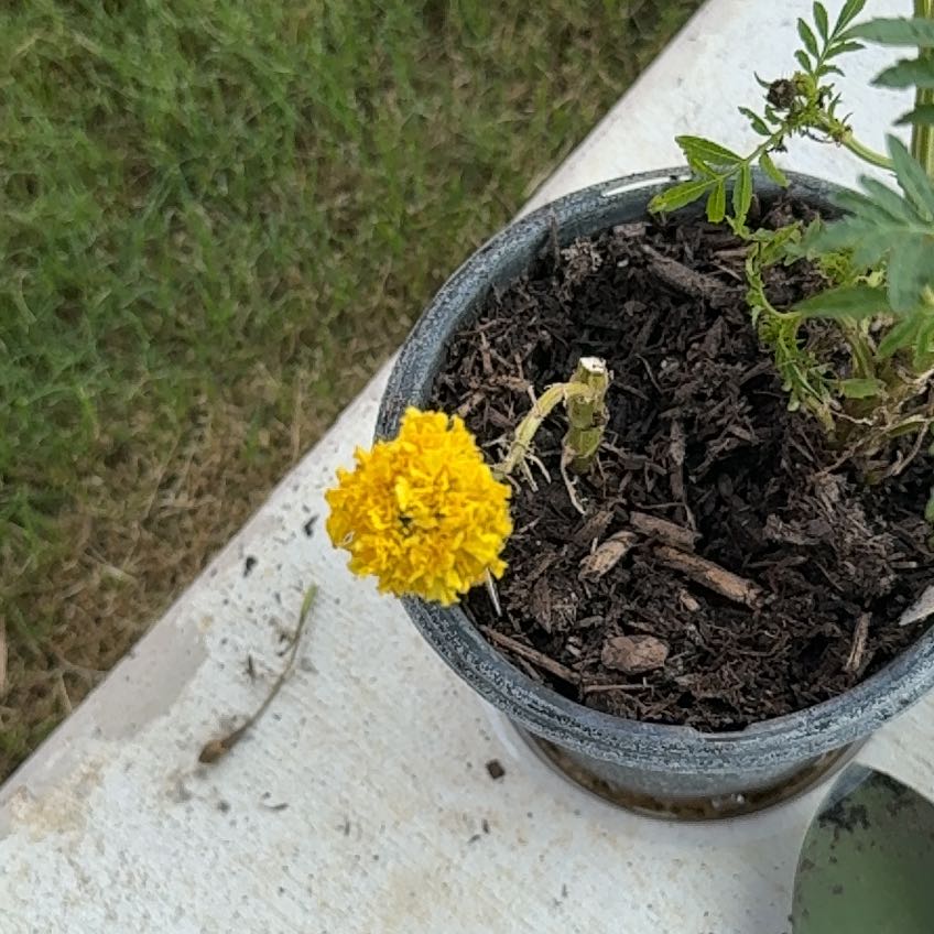 Photo of the plant species African Marigold 'Taishan Gold' by @DeliciousKaramu named Treeyoncé on Greg, the plant care app