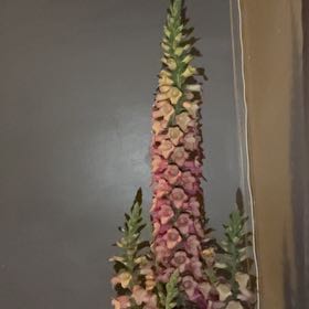 Photo of the plant species Berry Canary Foxglove by @IconDewberry60 named Canarytodaynl00bscjnoidknonot set10 on Greg, the plant care app