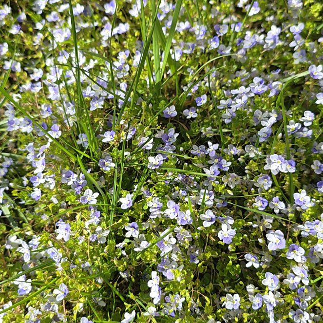 Photo of the plant species Thyme-Leafed Gratiola by @HeadOrchids17 named Dax on Greg, the plant care app