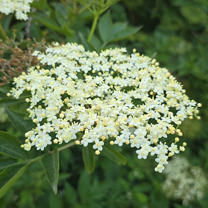 Photo of the plant species Black Elderberry by @HeadOrchids17 named Maya on Greg, the plant care app