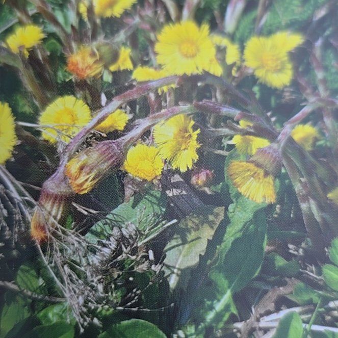 Photo of the plant species Coltsfoot by @HeadOrchids17 named Duke on Greg, the plant care app