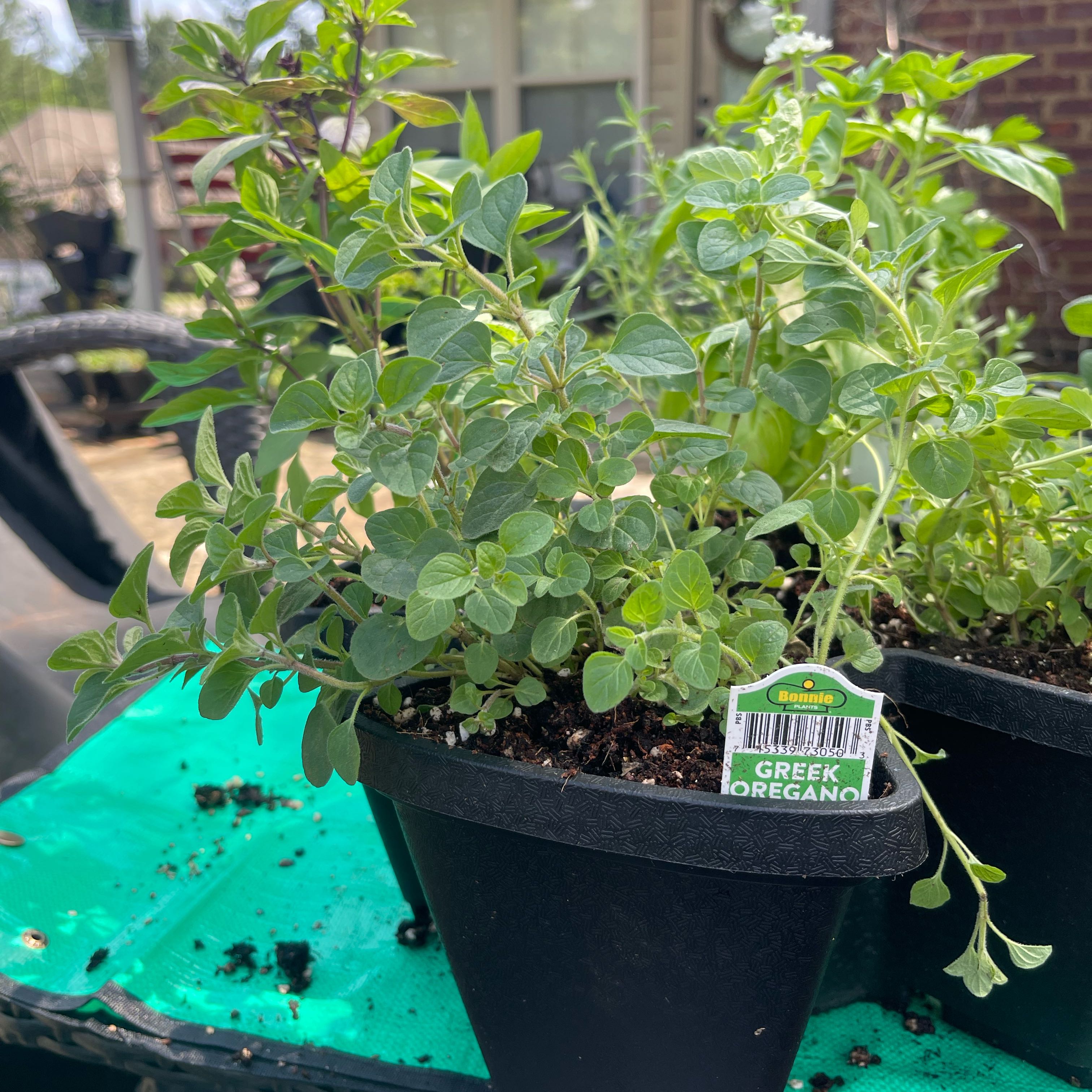 Photo of the plant species Greek Oregano by @Decampbell96 named Greek Oregano #1 on Greg, the plant care app