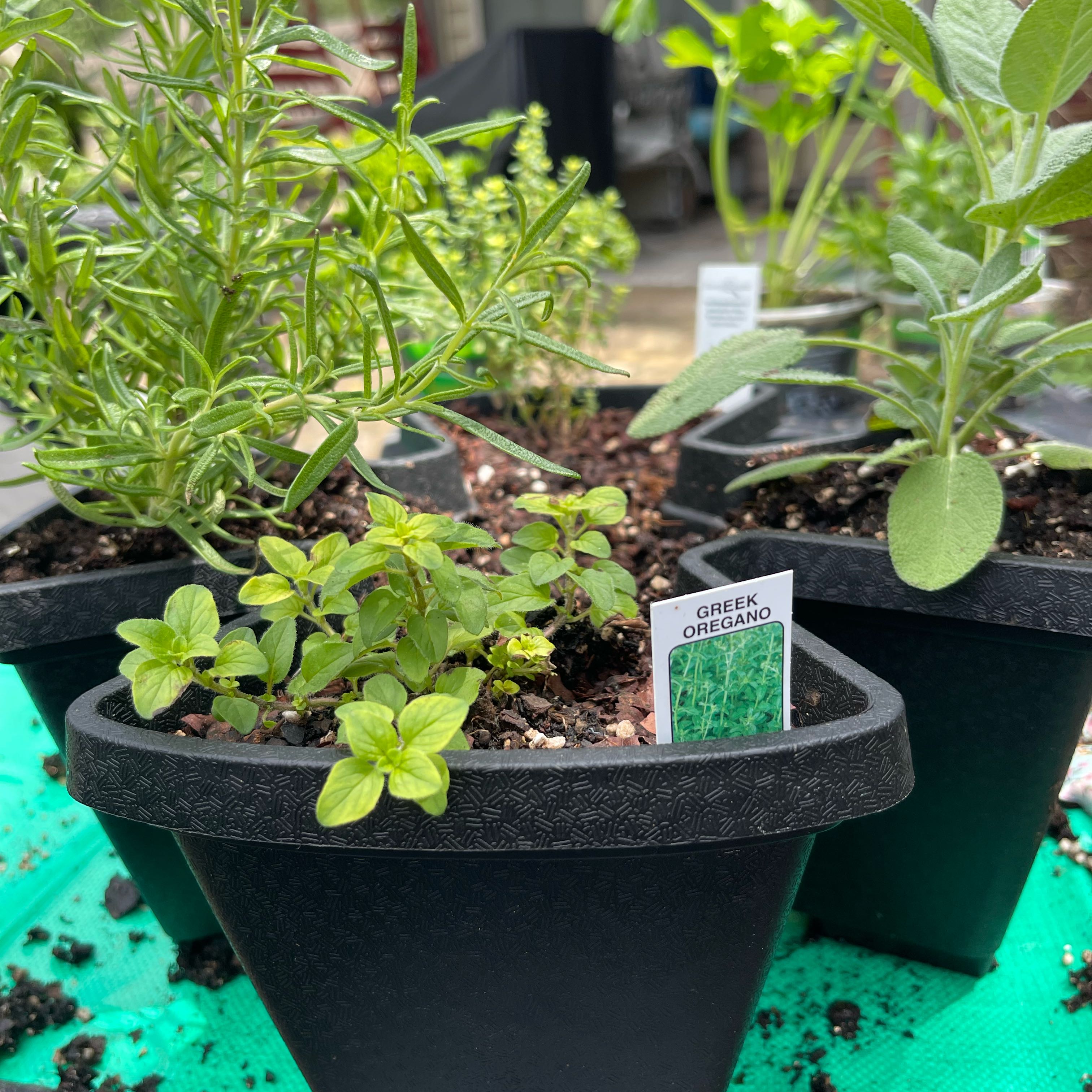 Photo of the plant species Greek Oregano by @Decampbell96 named Greek Oregano #2 on Greg, the plant care app