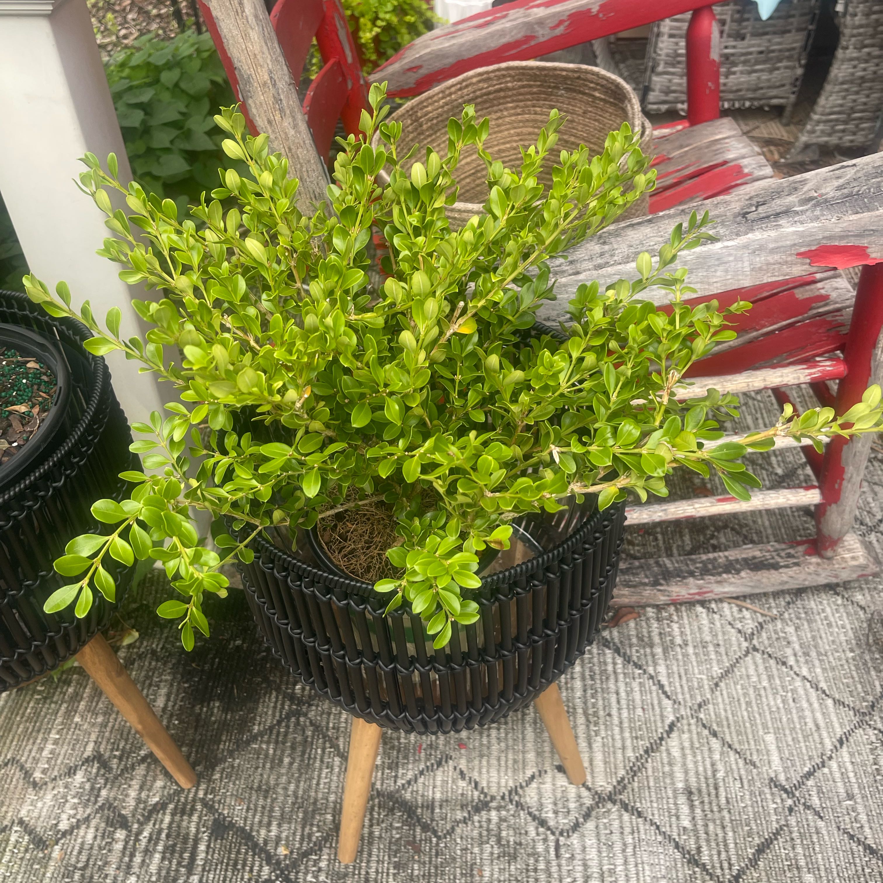 Photo of the plant species Babylon Beauty Boxwood by @Decampbell96 named ‘Babylon Beauty’ Boxwood (#1) on Greg, the plant care app