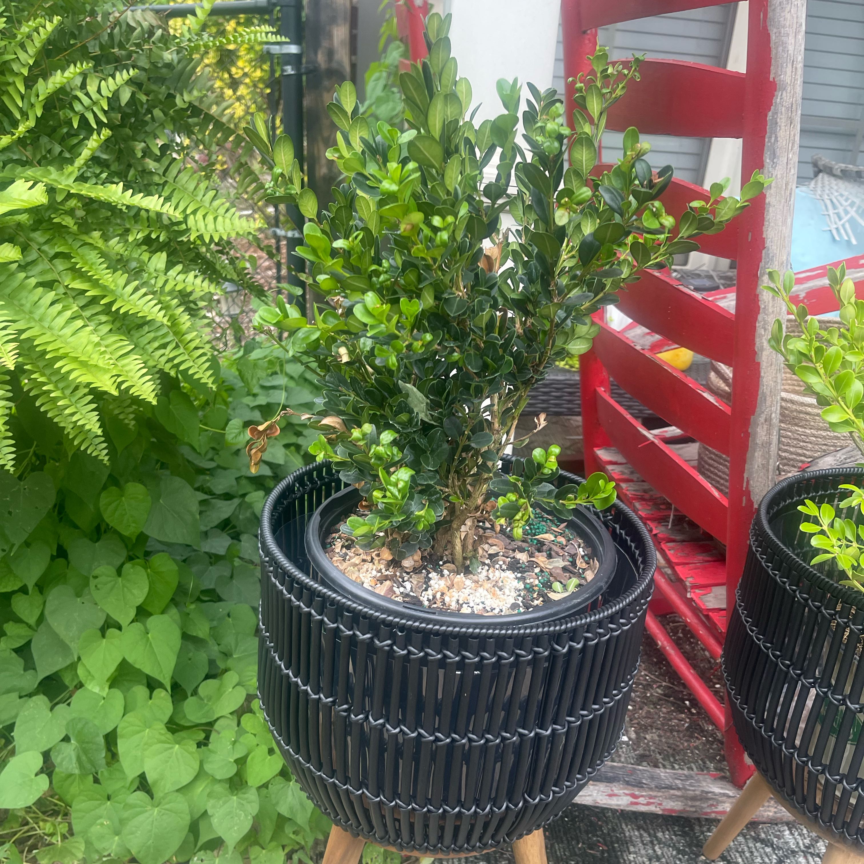 Photo of the plant species Wintergreen Boxwood by @Decampbell96 named Boxwood #3 ‘Wintergreen’ (#1) on Greg, the plant care app