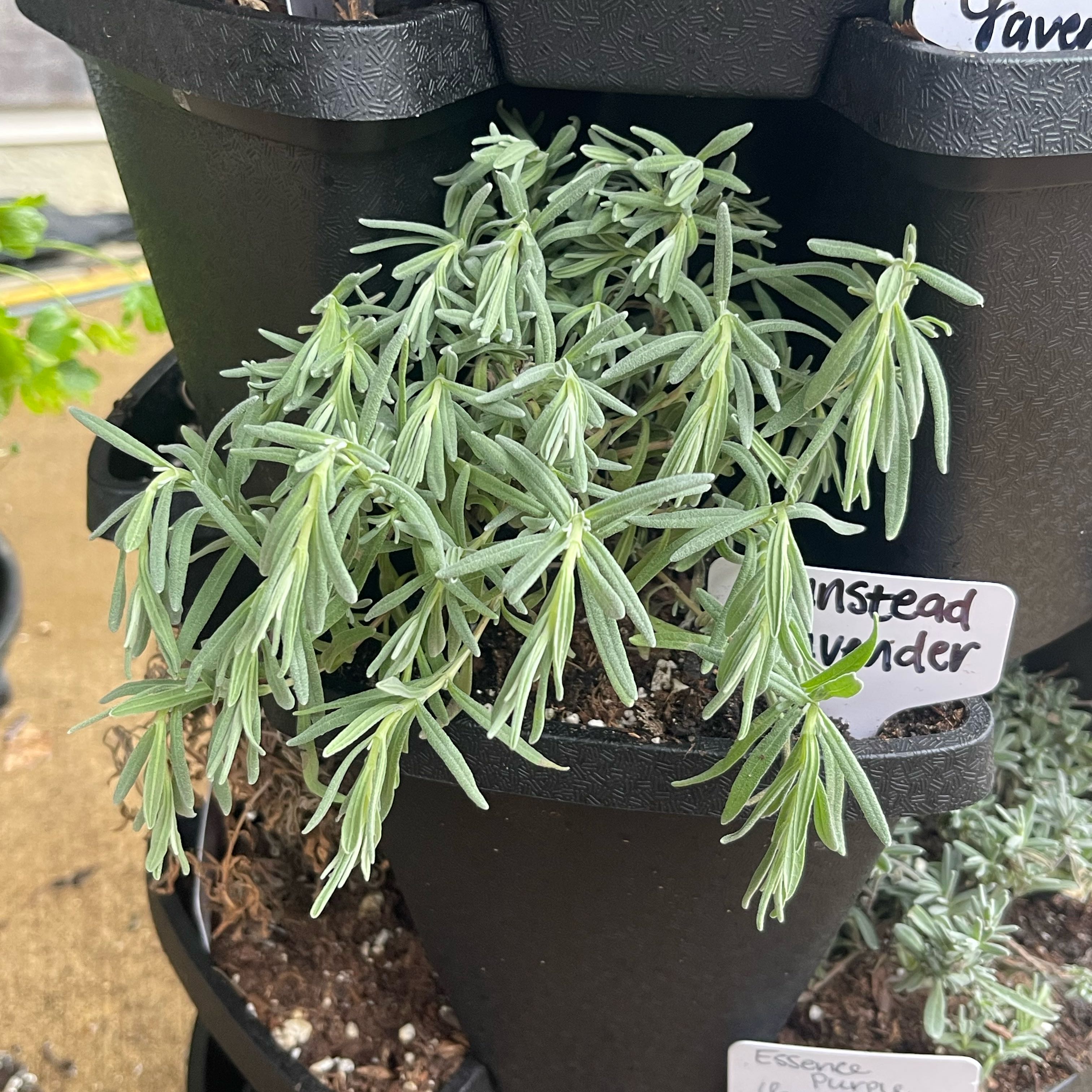 Photo of the plant species Munstead Lavender by @Decampbell96 named Munstead Lavender on Greg, the plant care app