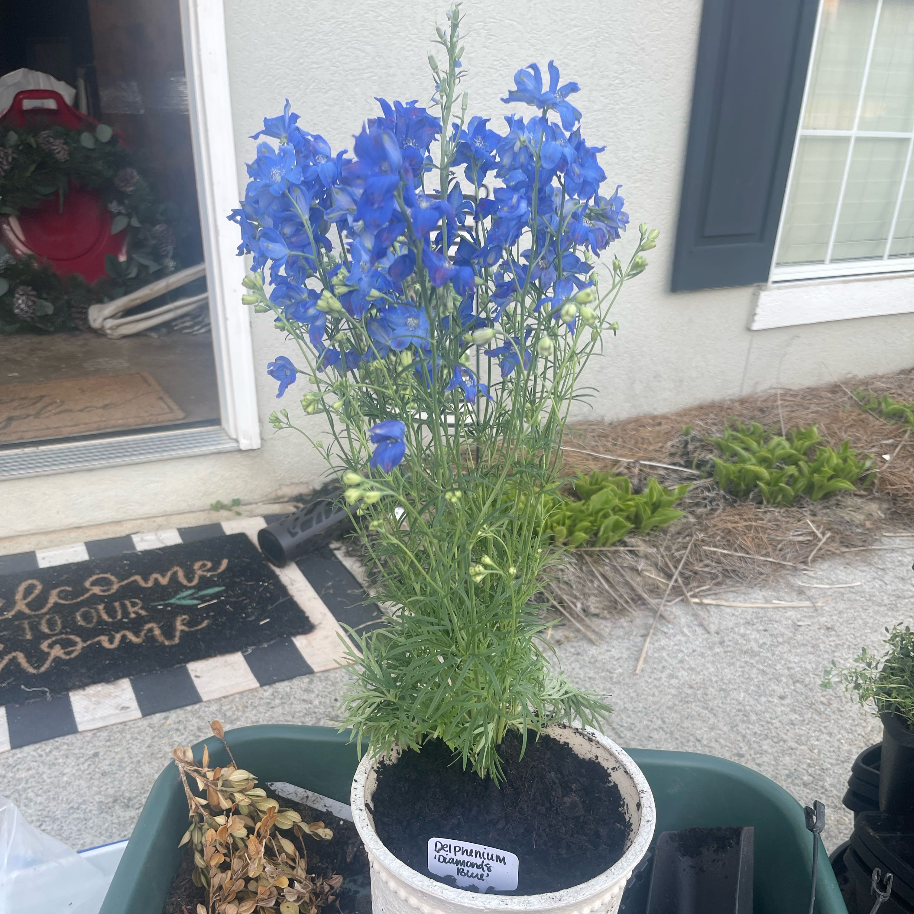 Photo of the plant species Delphinium 'Diamonds Blue' by @Decampbell96 named ‘Diamonds Blue’ Delphinium (#2) on Greg, the plant care app