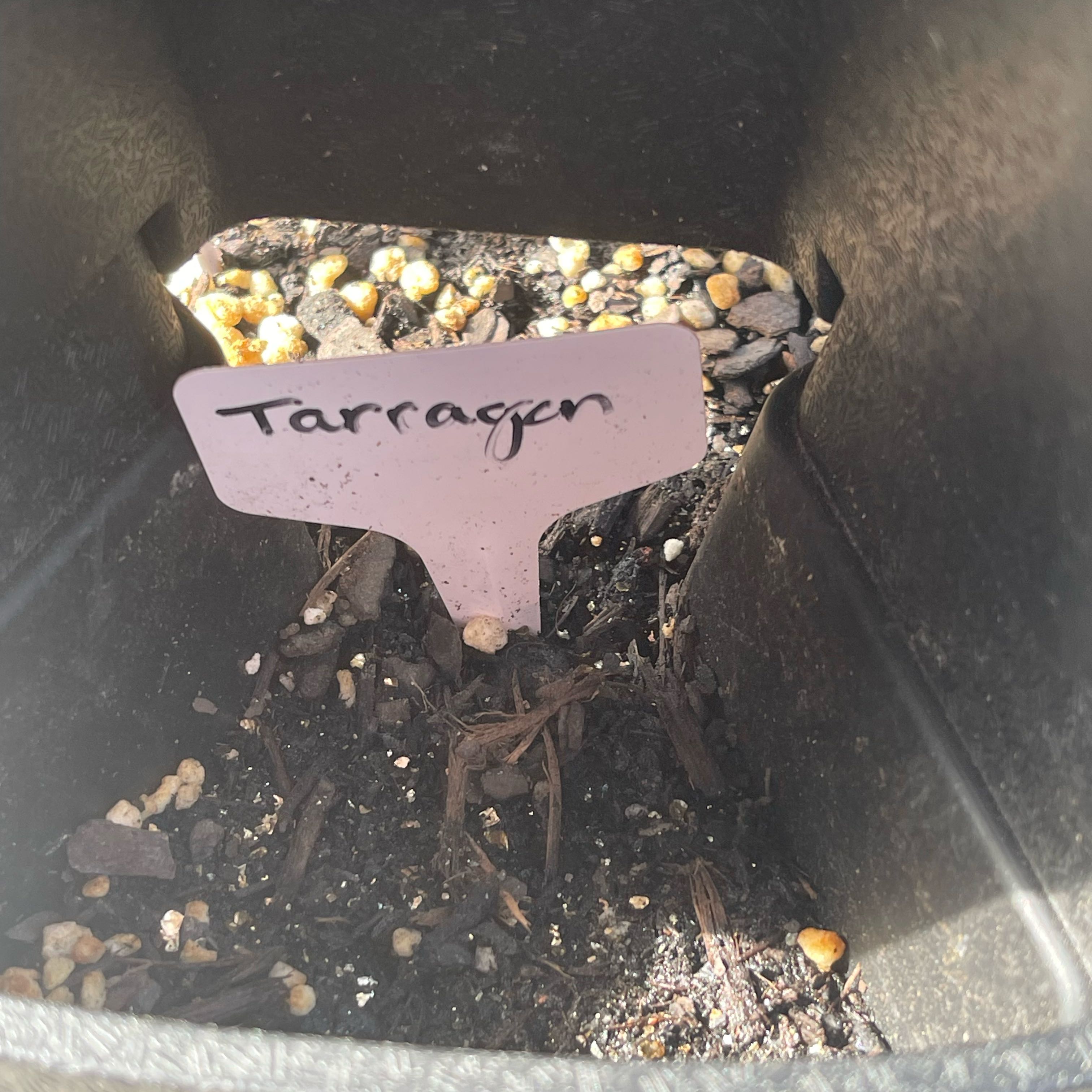 Photo of the plant species Tarragon by @Decampbell96 named Tarragon (#1.2) on Greg, the plant care app