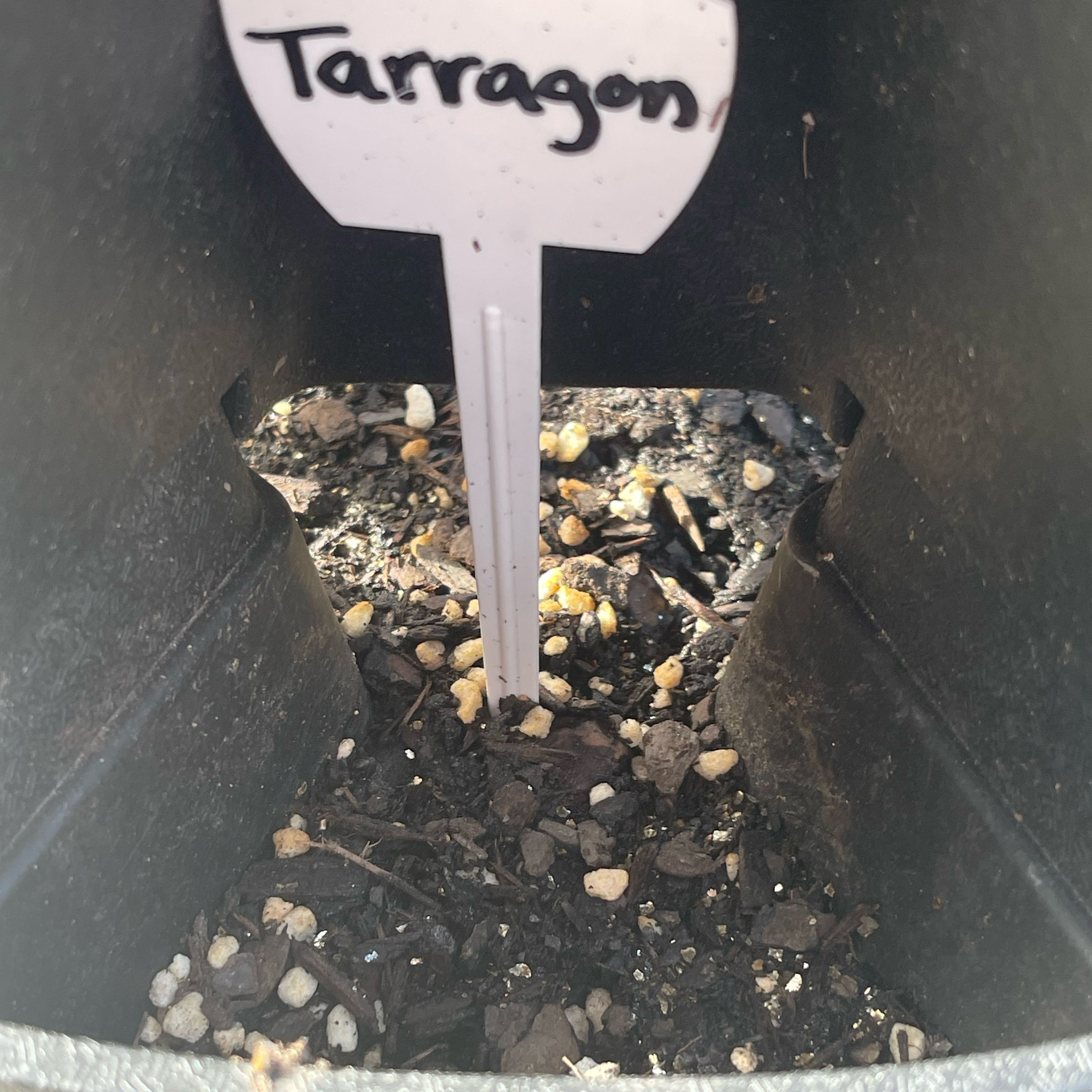 Photo of the plant species Tarragon by @Decampbell96 named Tarragon (#2.2) on Greg, the plant care app