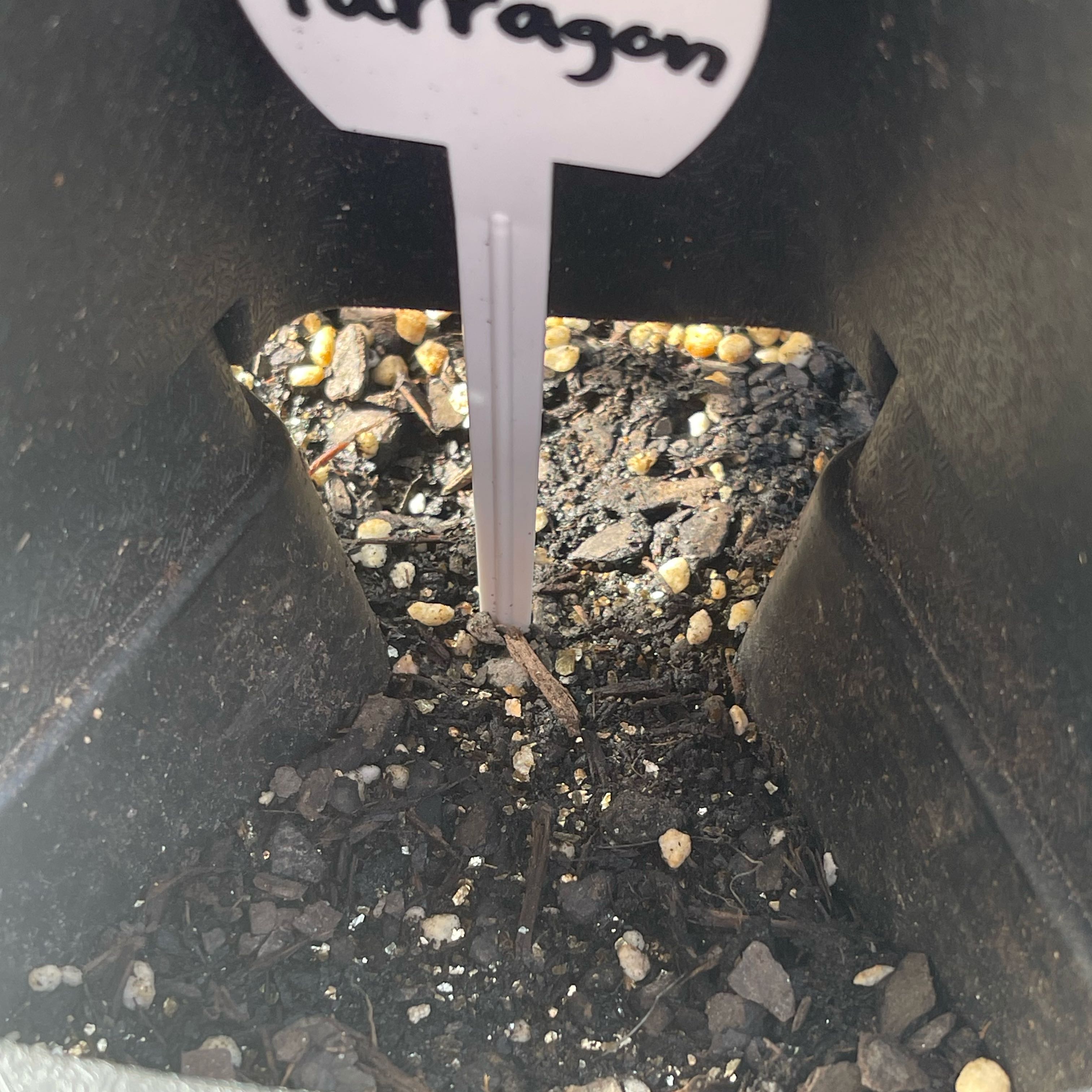 Photo of the plant species Tarragon by @Decampbell96 named Tarragon (#3.2) on Greg, the plant care app