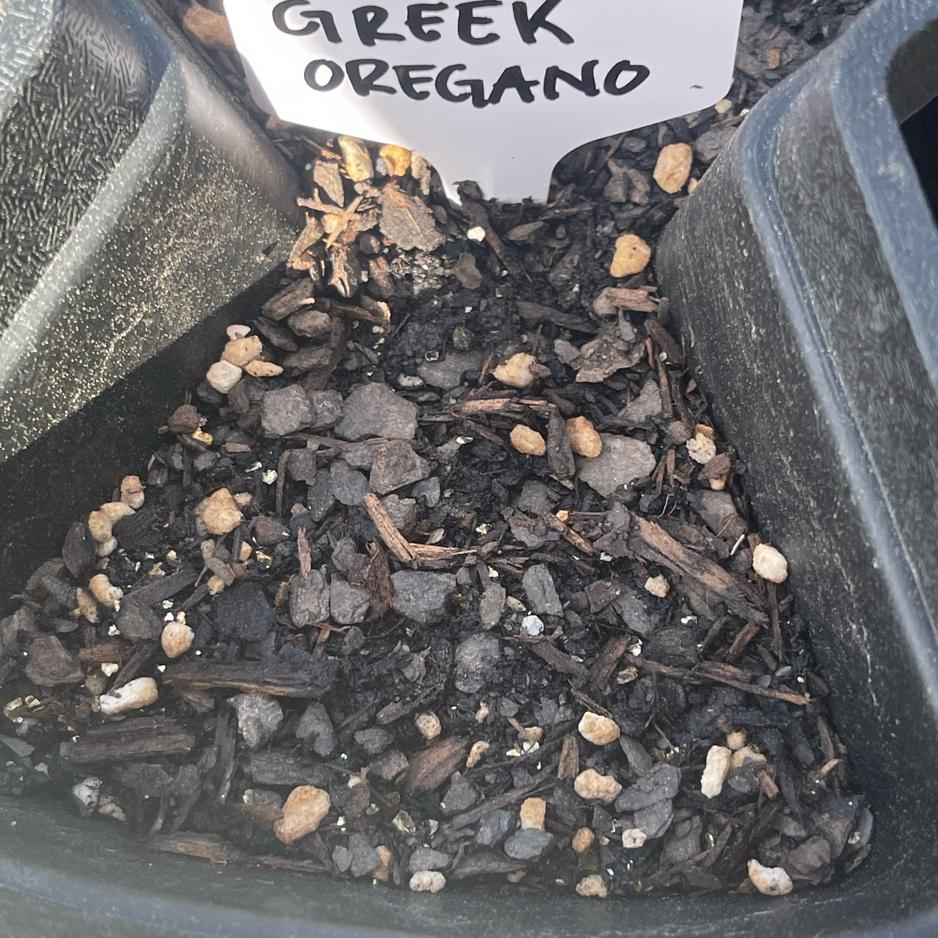 Photo of the plant species Greek Oregano by @Decampbell96 named Greek Oregano (#1.2) on Greg, the plant care app