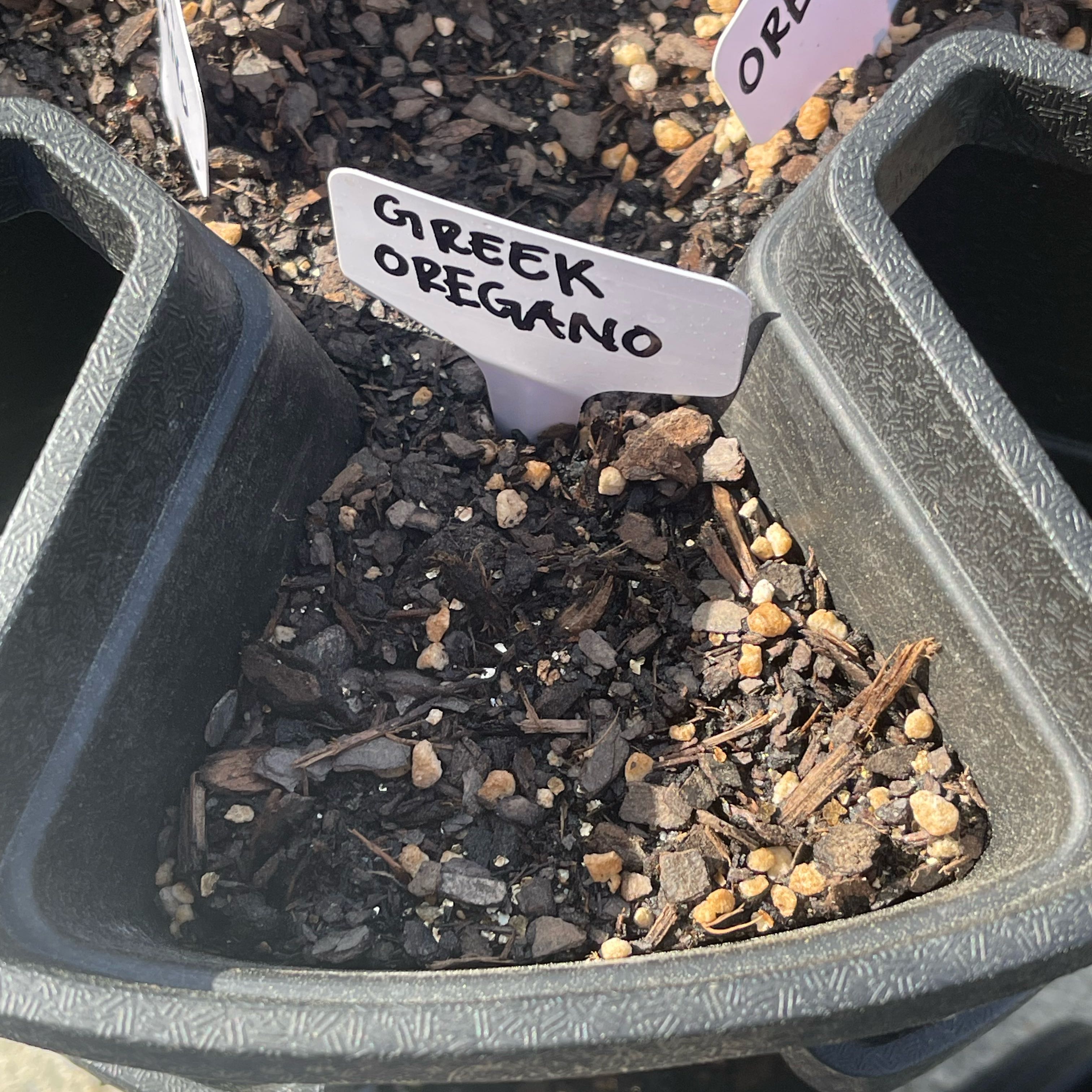 Photo of the plant species Greek Oregano by @Decampbell96 named Greek Oregano (#2.2) on Greg, the plant care app