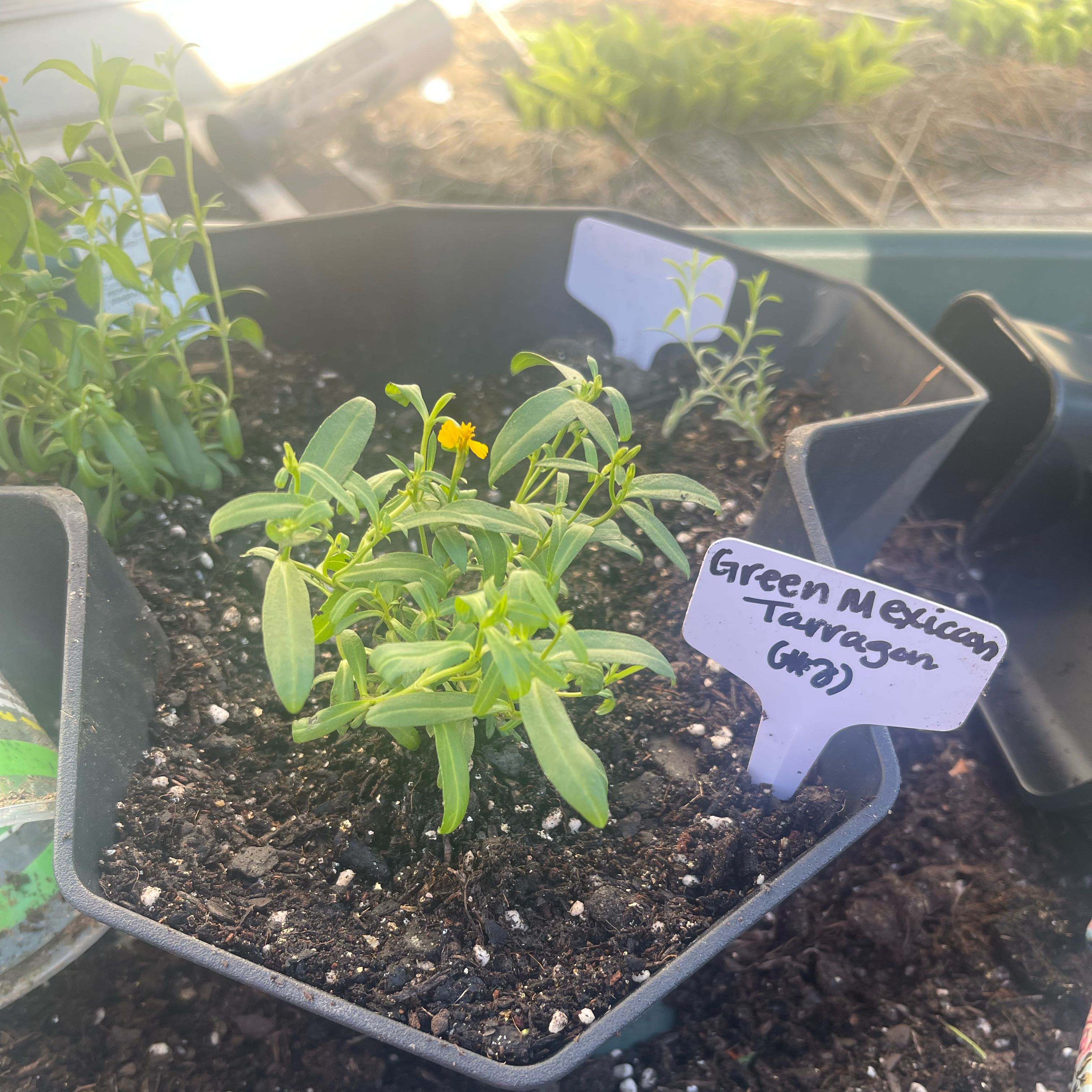 Photo of the plant species Mexican Tarragon by @Decampbell96 named Mexican Tarragon (#2) on Greg, the plant care app