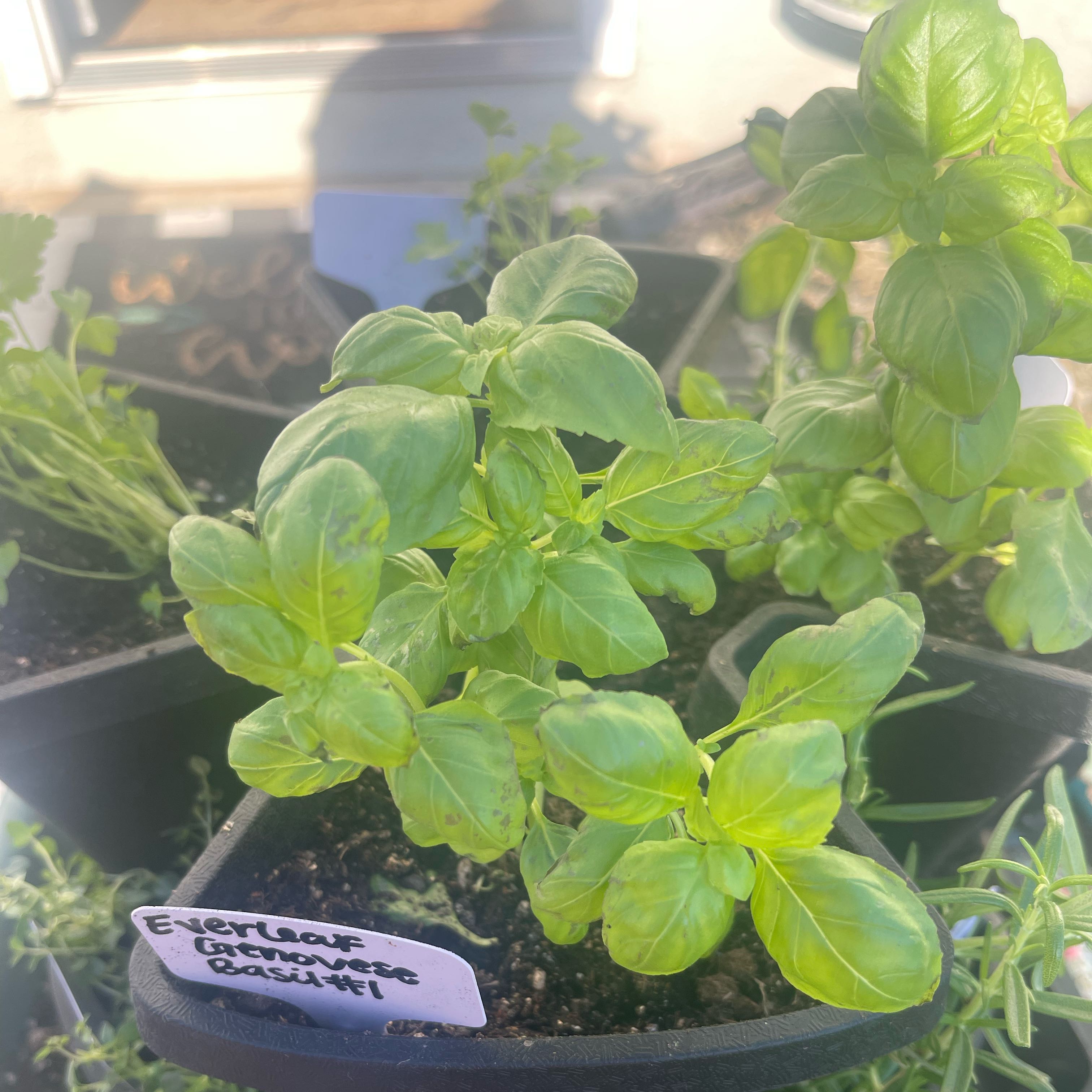 Photo of the plant species Everleaf Genovese Basil by @Decampbell96 named ‘Everleaf Genovese’ Basil (#1) on Greg, the plant care app