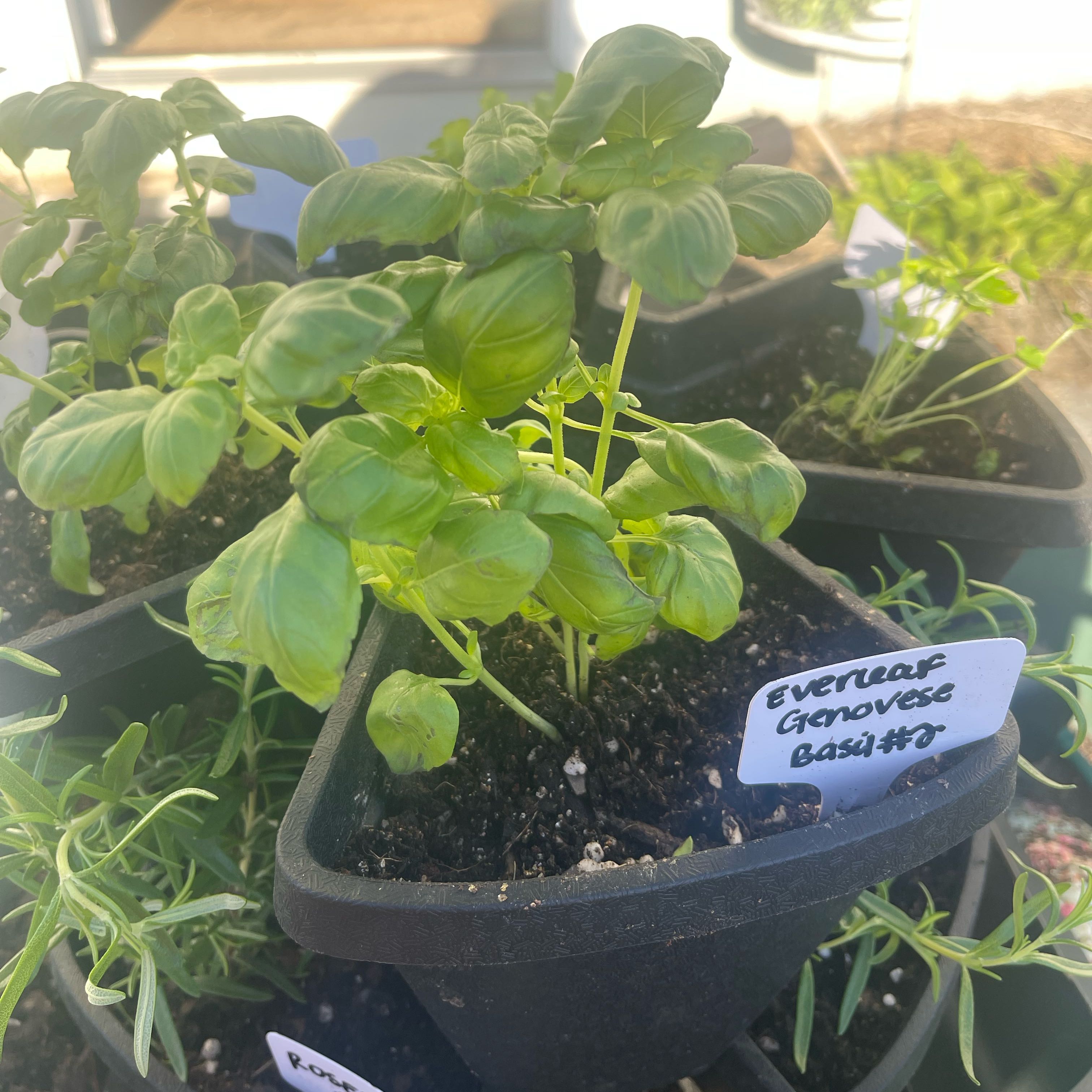Photo of the plant species Everleaf Genovese Basil by @Decampbell96 named ‘Everleaf Genovese’ Basil (#2) on Greg, the plant care app